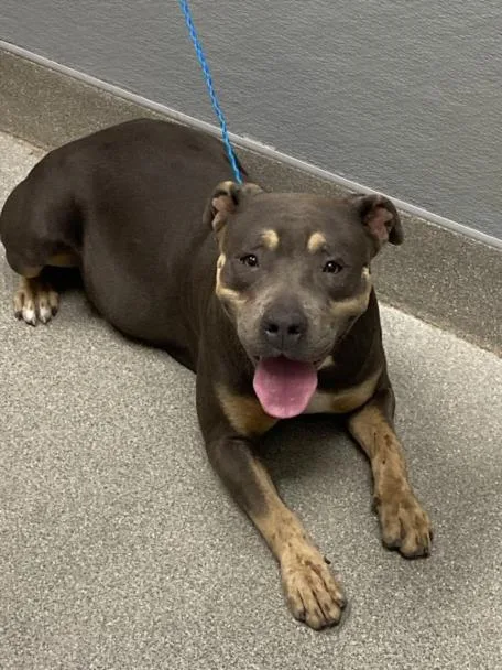 An adult large-sized female Pit Bull Terrier dog named Pebbles for adoption in Las Vegas, NV