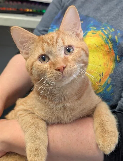 A baby small-sized male Domestic Short Hair cat named Sunkist for adoption in Canfield, OH