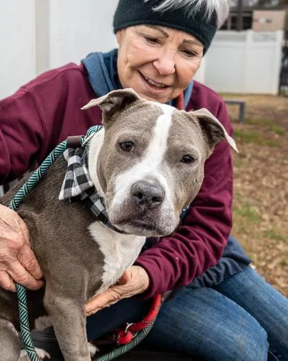 An adult medium-sized female Mixed Breed dog named Brandy for adoption in Chamblee, GA