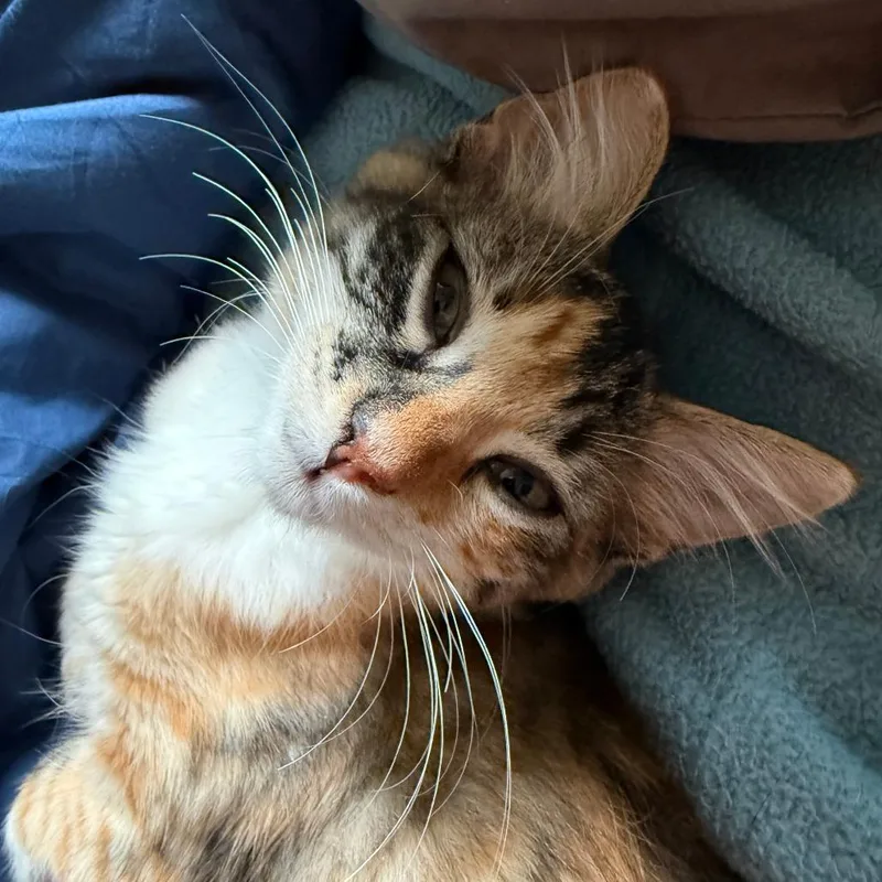 A baby small-sized female Torbie Domestic Medium Hair cat named Twix for adoption in Santa Rosa, CA