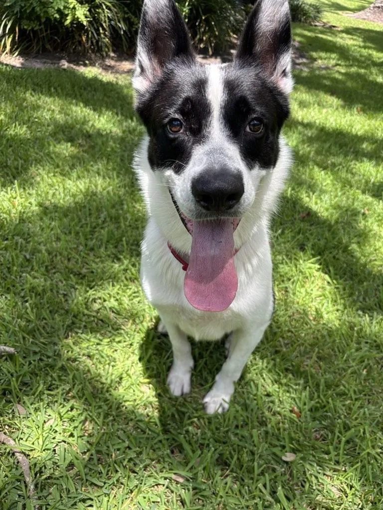 An adult large-sized male White / Cream Mixed Breed dog named Frank A for adoption in Coral Gables, FL