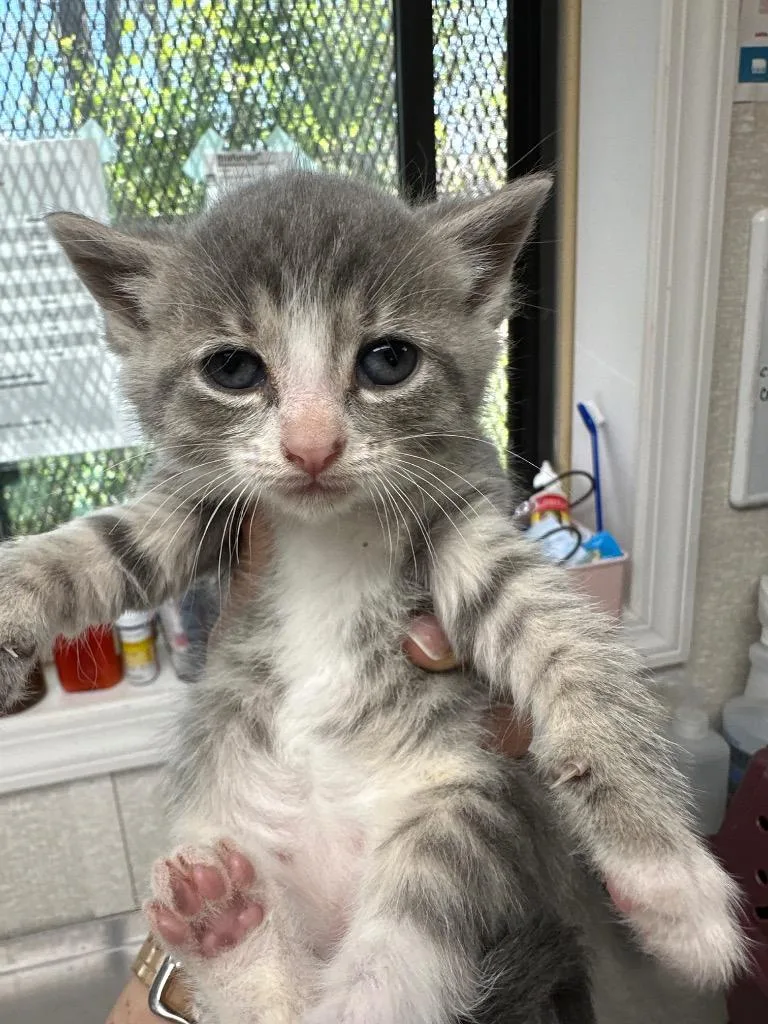A baby medium-sized female Domestic Short Hair cat named Scary Spice for adoption in Pomona, NY