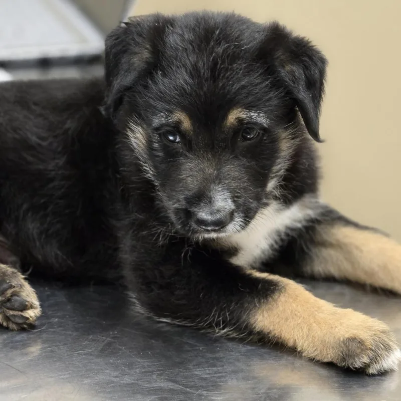 A baby small-sized male Black Mixed Breed dog named Terrance for adoption in Wickenburg, AZ