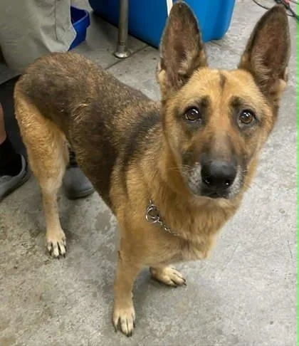 An adult large-sized female German Shepherd Dog dog named Sasha for adoption in Bowling Green, KY