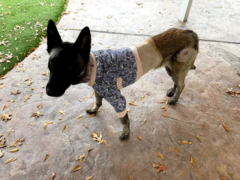 Beau  Located In thumbnail 2