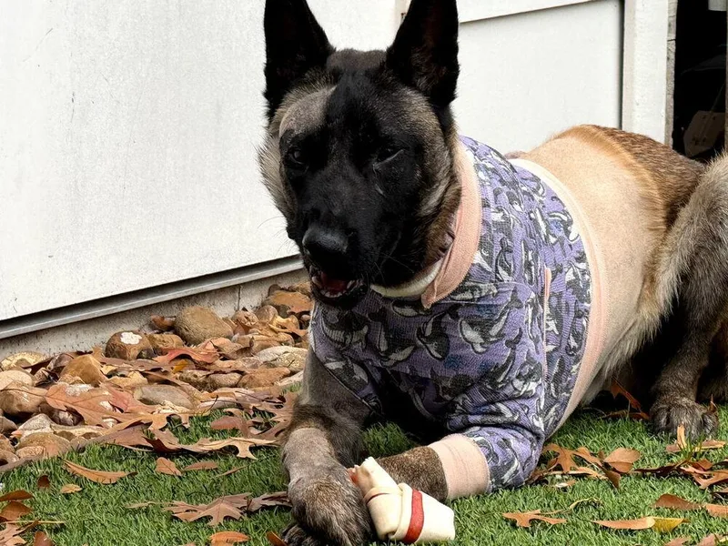 Beau  Located In thumbnail 5