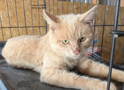 An adult medium-sized male Domestic Short Hair cat named Ceasar for adoption in Cecil, WI