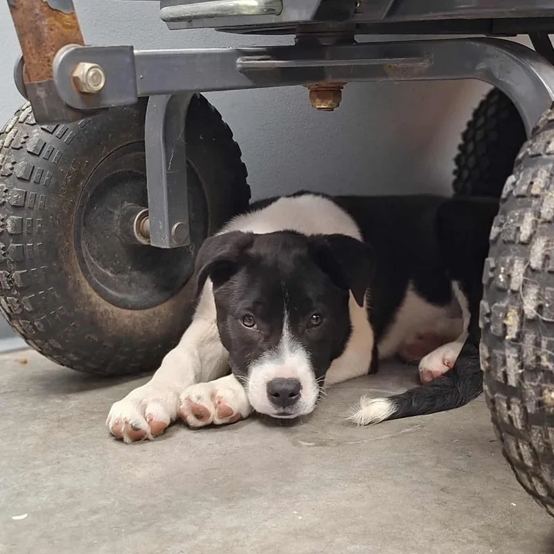 A baby small-sized male Black Bernese Mountain Dog dog named Anthony for adoption in Hannibal, MO