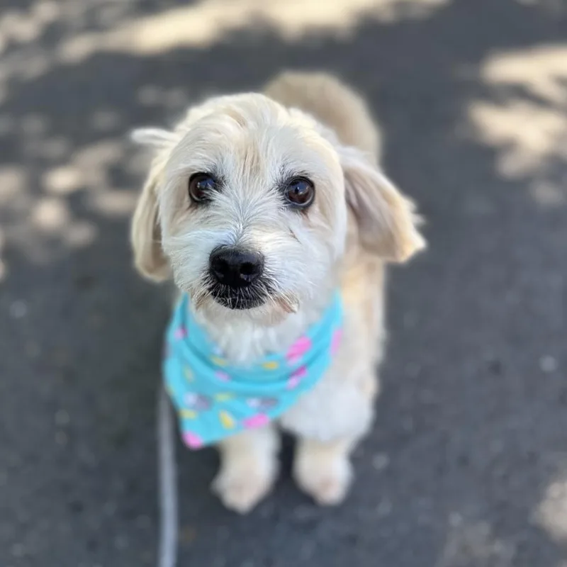 An adult small-sized female White / Cream Terrier dog named Darling for adoption in Newberg, OR