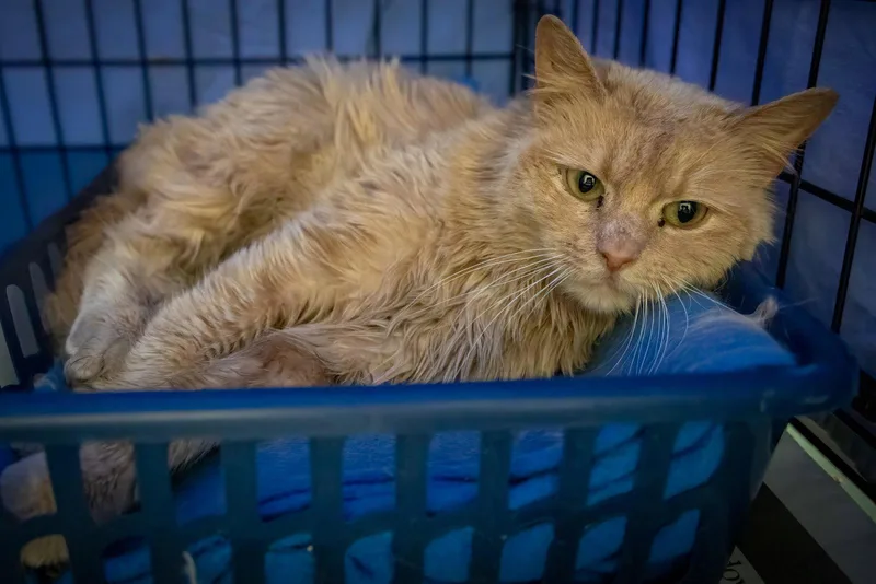 Buttercup; Dlhdmh thumbnail 2