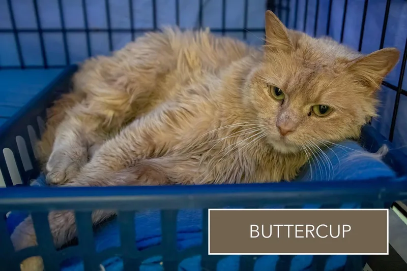 Buttercup; Dlhdmh thumbnail 3