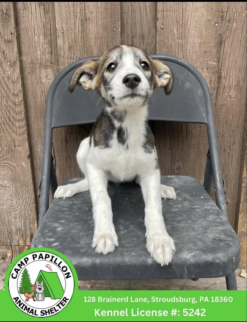 A young medium-sized female Mixed Breed dog named Minnie for adoption in Stroudsburg, PA
