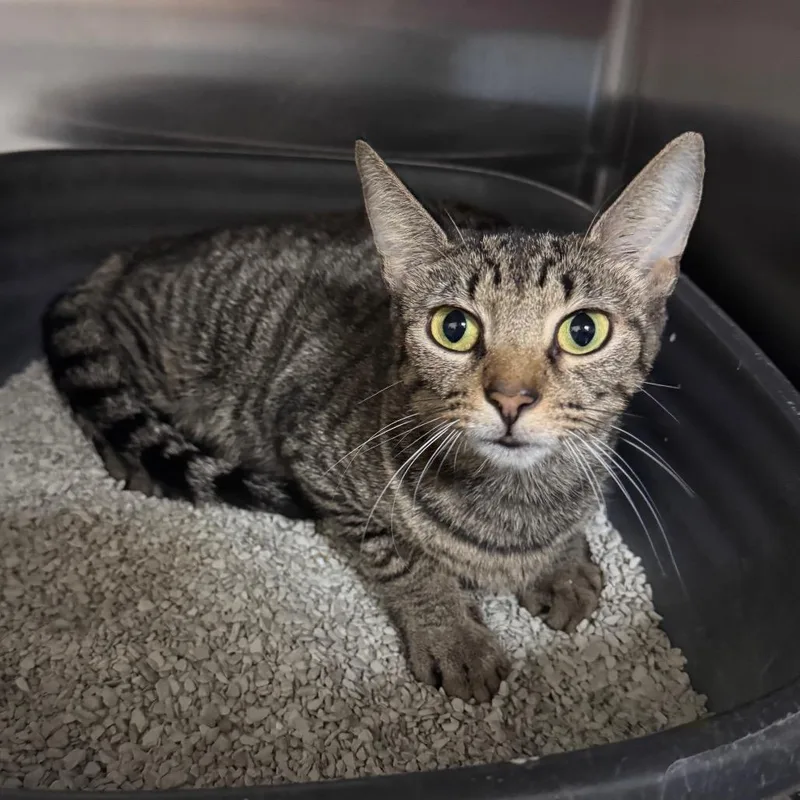 A young medium-sized female Brown / Chocolate Domestic Short Hair cat named Ms. Diva for adoption in Middleburg, FL