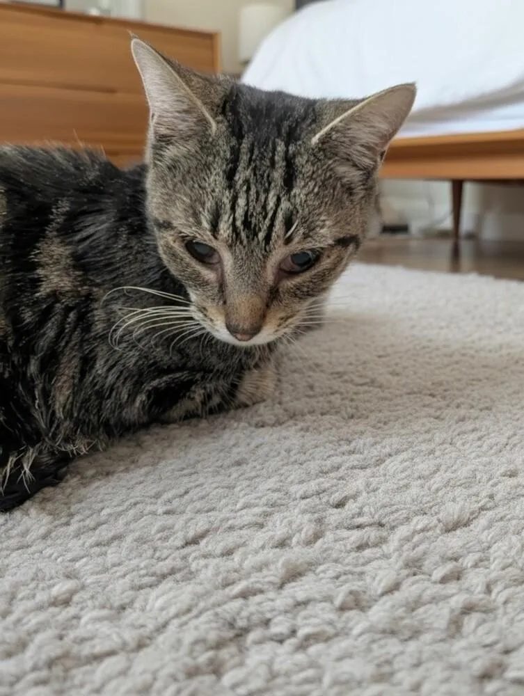 An adult small-sized female Gray / Blue / Silver Domestic Short Hair cat named Tiramisu for adoption in WARNER ROBINS, GA