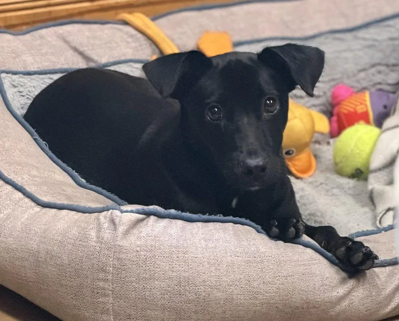 A baby medium-sized male Dachshund dog named Alex for adoption in Raleigh, NC