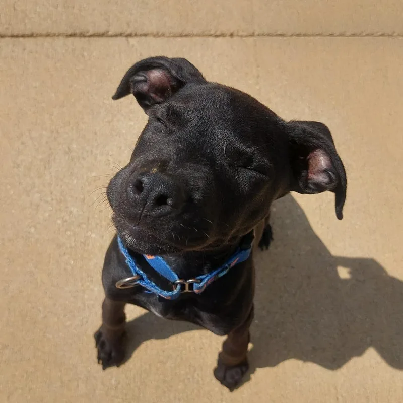 A baby medium-sized male Black Mixed Breed dog named Memmphis for adoption in Corydon, IN