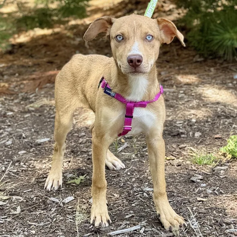 A baby medium-sized male Yellow / Tan / Blond / Fawn Catahoula Leopard Dog dog named Tiggy for adoption in East Hampton, NY