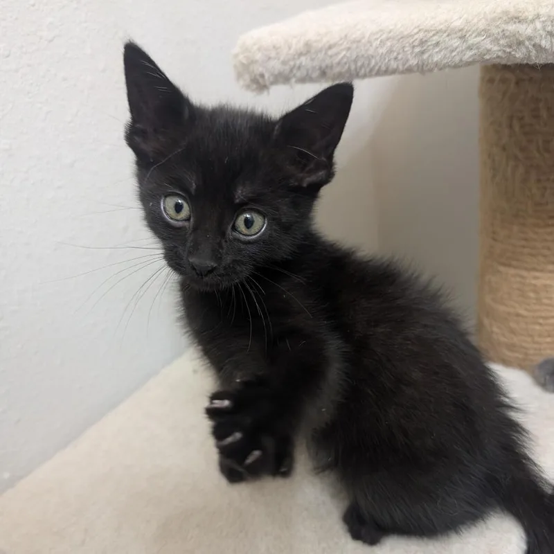 A baby small-sized female Black Domestic Short Hair cat named Puma for adoption in Columbia, MO