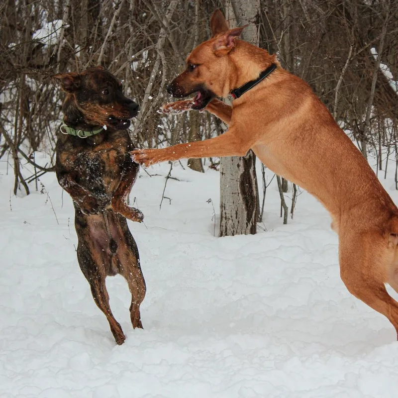 An adult medium-sized male Yellow / Tan / Blond / Fawn Shepherd dog named Ryxon for adoption in Canastota, NY