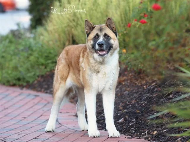 An adult large-sized female Akita dog named Addie for adoption in Omaha, NE