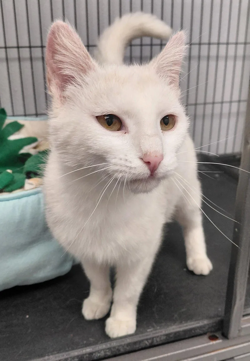 A young medium-sized female Buff & White Domestic Short Hair cat named Coconut for adoption in Montello, WI