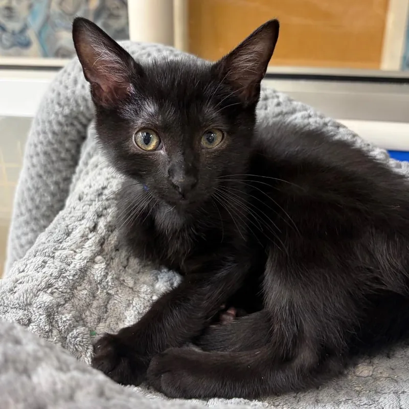 A baby small-sized male Black Domestic Short Hair cat named Pellet for adoption in Chattanooga, TN