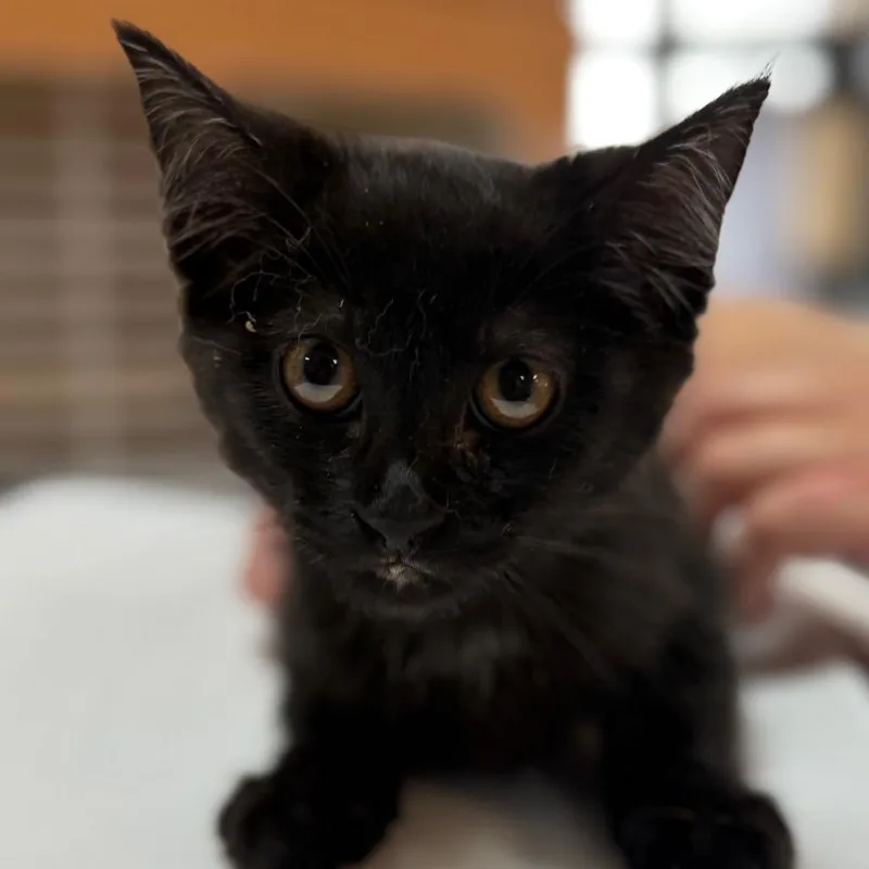 A baby small-sized female Black Domestic Short Hair cat named Ray for adoption in Idaho Falls, ID