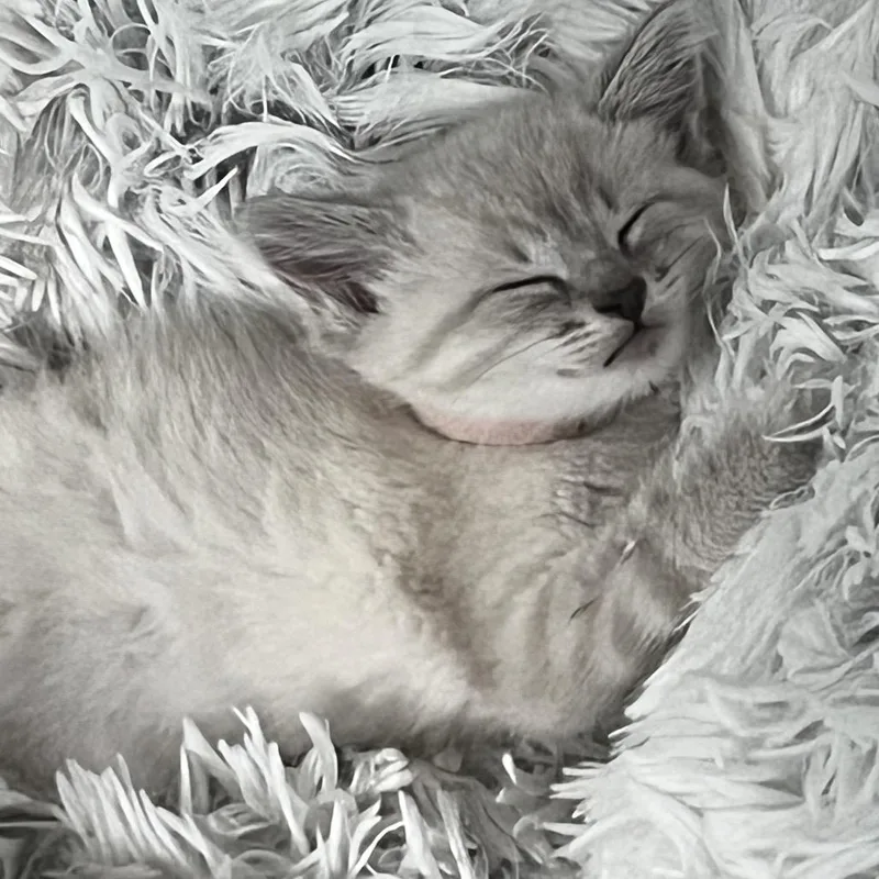 A baby medium-sized female Domestic Short Hair cat named Kaylee for adoption in Sioux Falls, SD