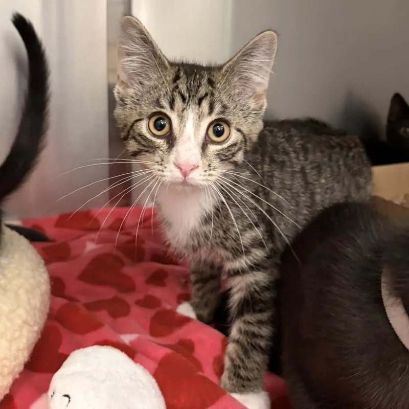 A baby small-sized male Black Domestic Short Hair cat named Steven for adoption in Marshall, VA