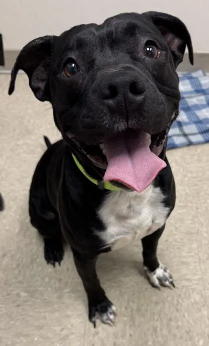 A young medium-sized male Black Mixed Breed dog named Skittles for adoption in Hamilton, OH