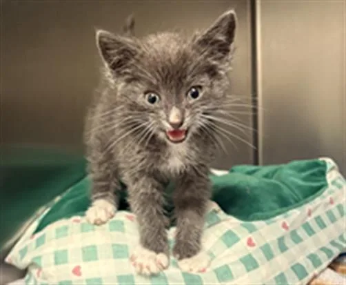 An adult small-sized male Domestic Short Hair cat named A for adoption in Olivehurst, CA