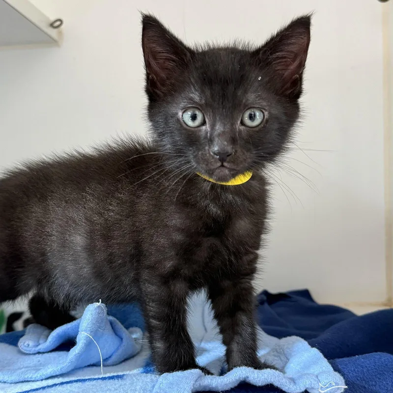 A baby small-sized male Black Domestic Short Hair cat named Knuckles for adoption in Oakland, CA