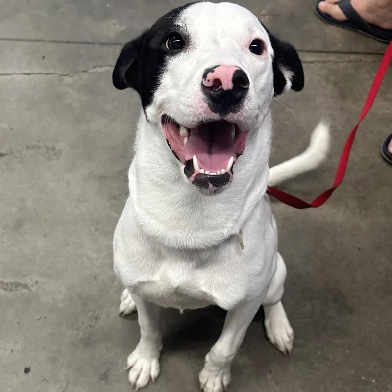 A young large-sized male White / Cream Terrier dog named Zucko for adoption in Tampa, FL