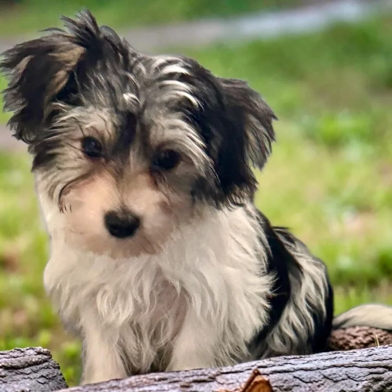 VeronaTiny Morkie Puppy!