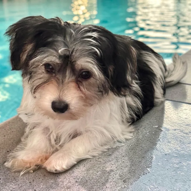 VeronaTiny Morkie Puppy! thumbnail 2