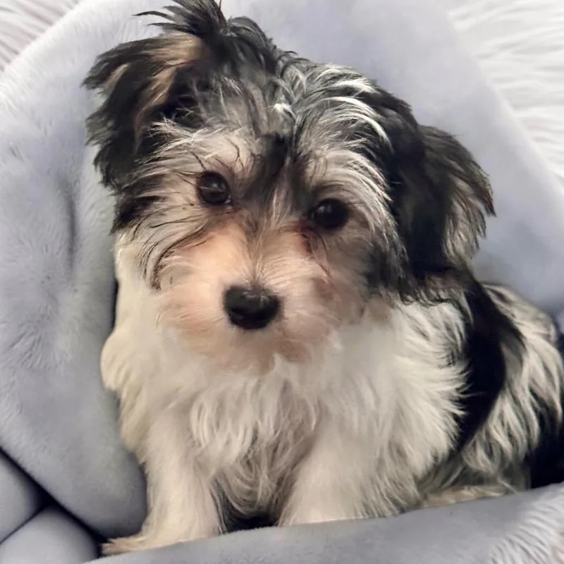 VeronaTiny Morkie Puppy! thumbnail 3