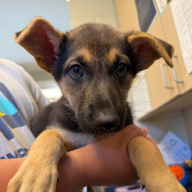 A baby small-sized female Sable German Shepherd Dog dog named Gellar for adoption in Wilmington, DE