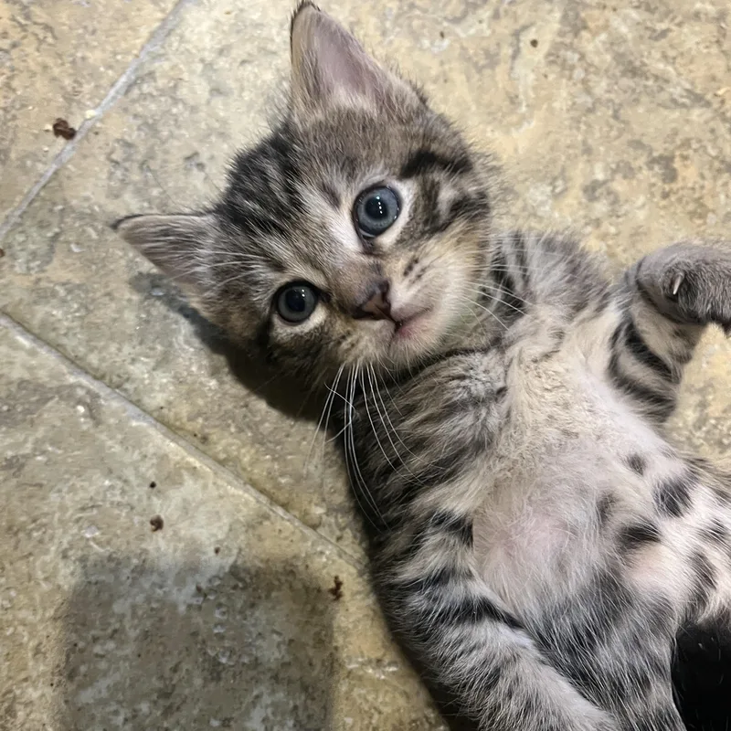 A baby medium-sized male Tabby (Brown / Chocolate) Domestic Short Hair cat named Kai for adoption in Moriches, NY