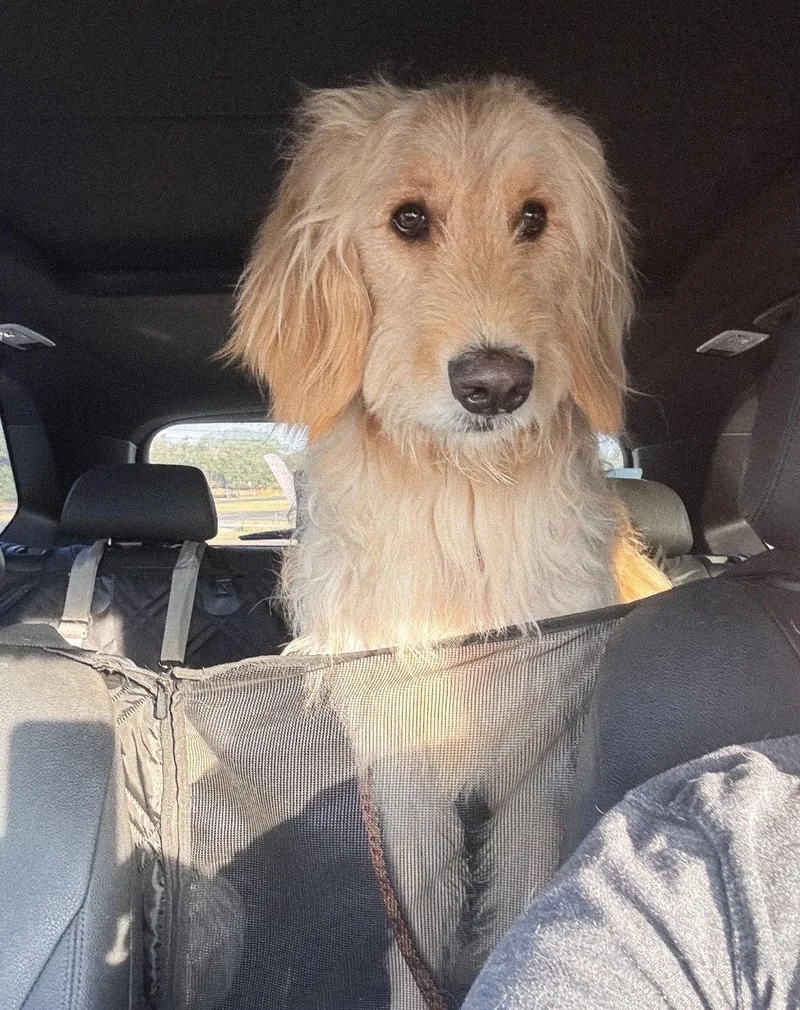 A young medium-sized male Goldendoodle dog named Otis for adoption in Floresville, TX