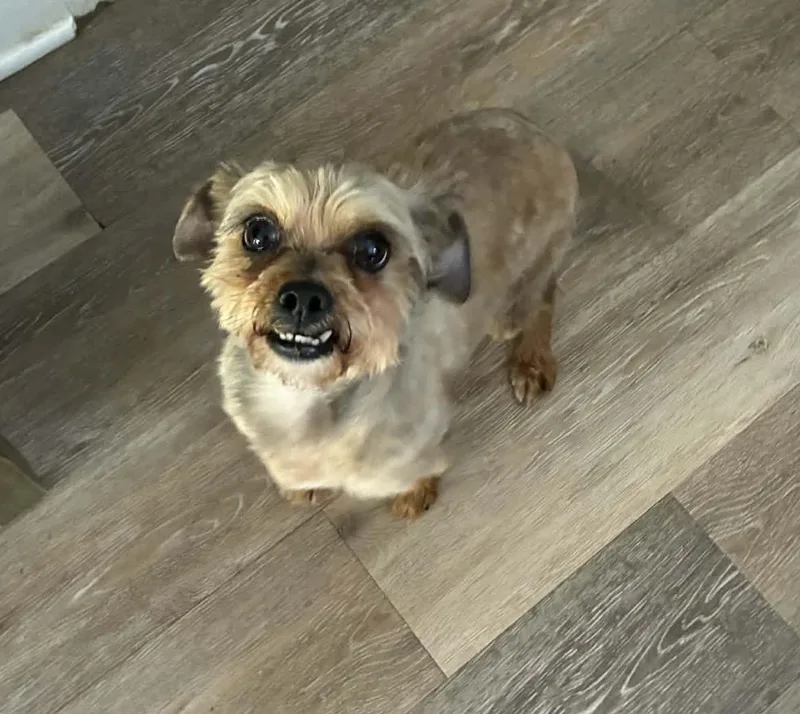 An adult small-sized male Yellow / Tan / Blond / Fawn Yorkshire Terrier dog named Popcorn for adoption in Blue Bell, PA