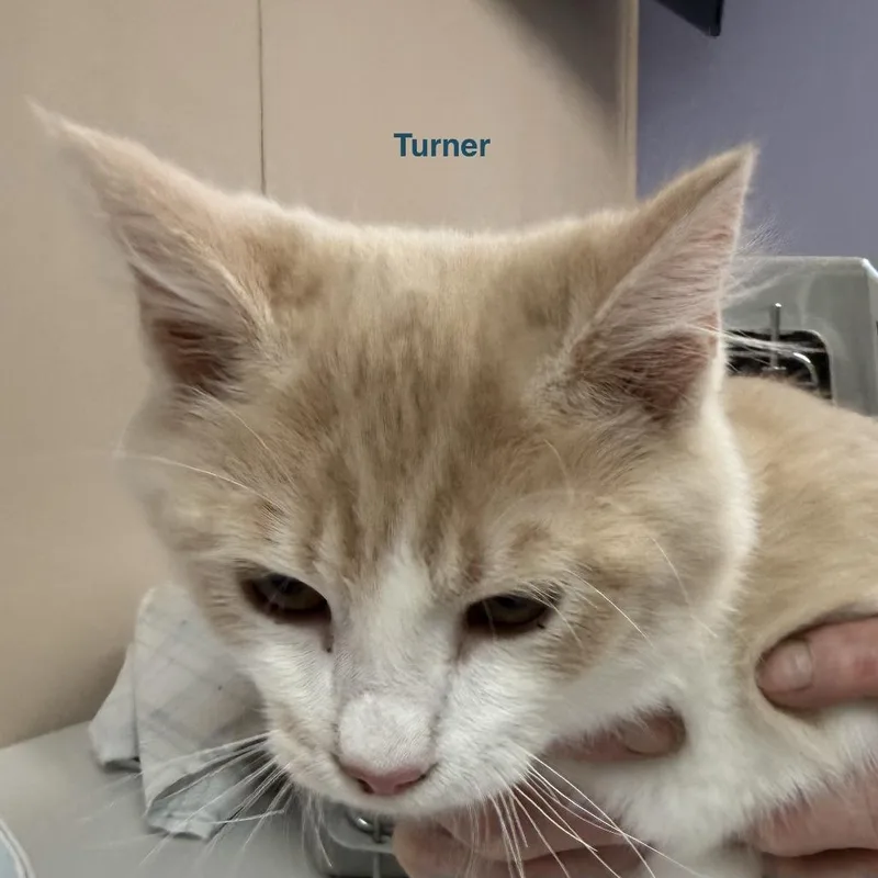 A baby medium-sized male Buff / Tan / Fawn Domestic Short Hair cat named Turner for adoption in Lakewood, CO