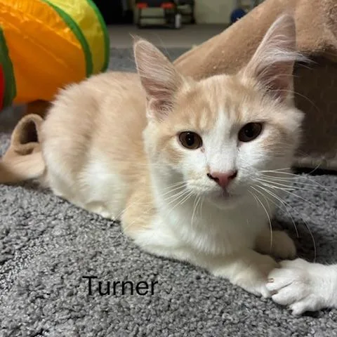 Turner thumbnail 2