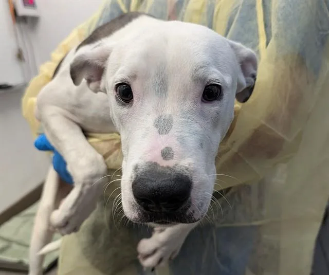 A baby small-sized female Pit Bull Terrier dog named Daisy for adoption in Tucson, AZ