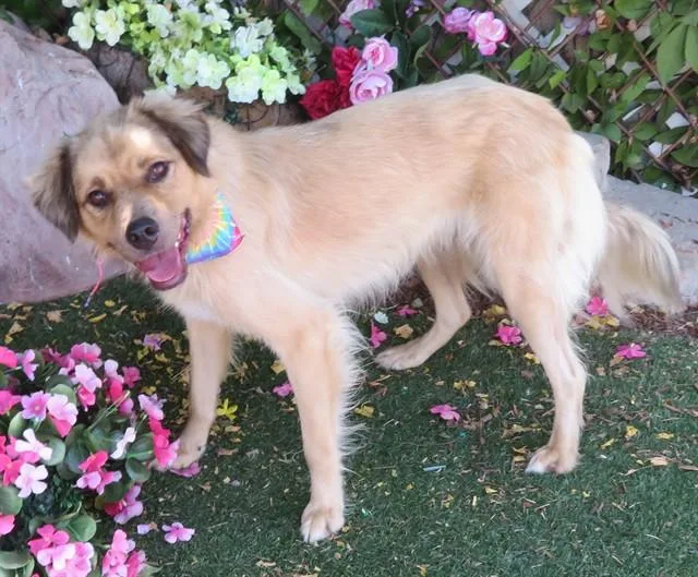 A young medium-sized male Collie dog named Scout for adoption in Oklahoma City, OK