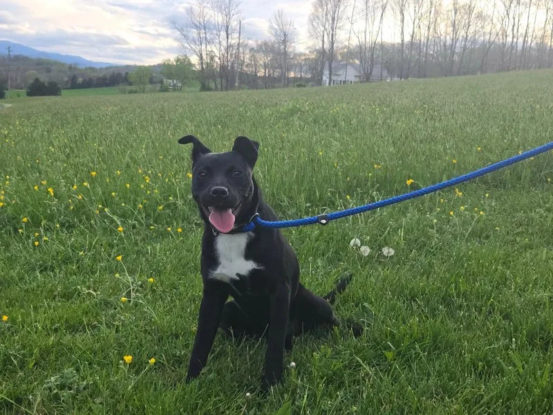 A baby medium-sized female Labrador Retriever dog named Nova for adoption in Erwin, TN