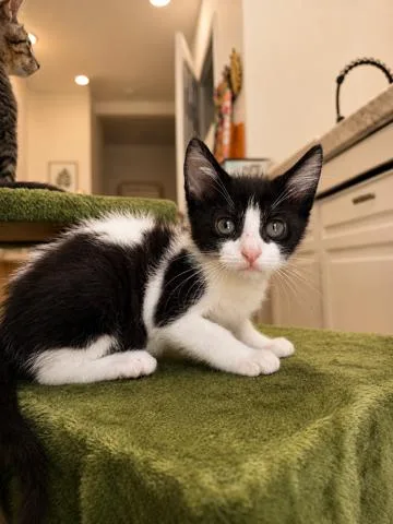 A baby small-sized female Black & White / Tuxedo Domestic Short Hair cat named Polka & Dot Bonded for adoption in Boca Raton, FL