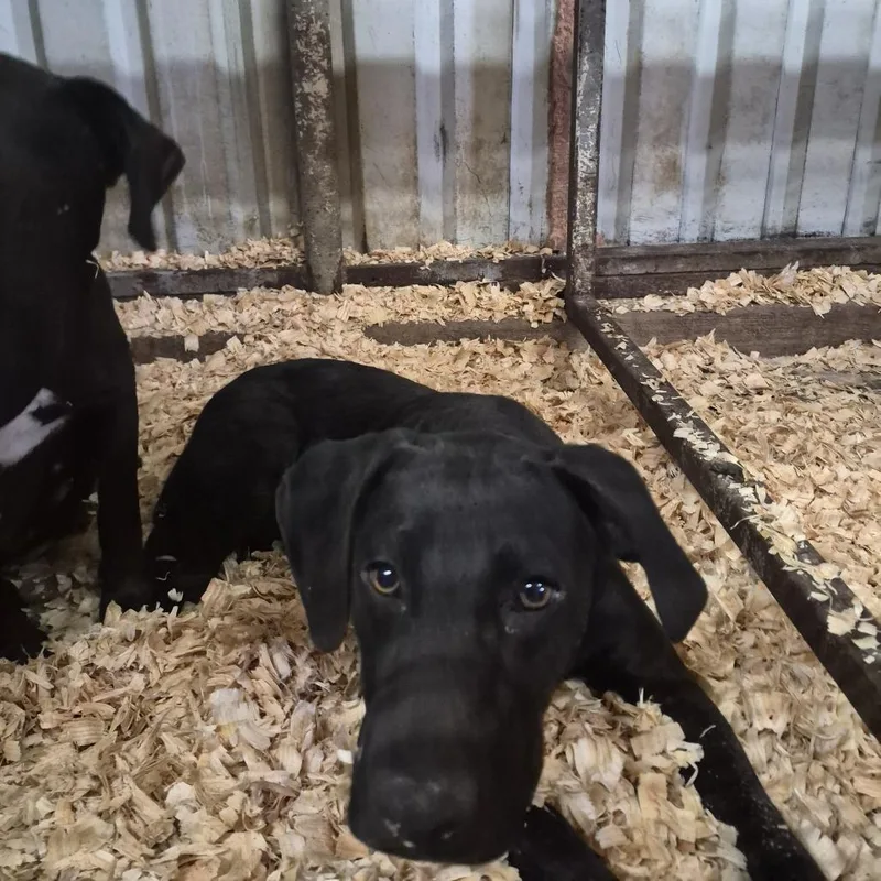 A young medium-sized female Black Labrador Retriever dog named Blakely for adoption in Durant, OK