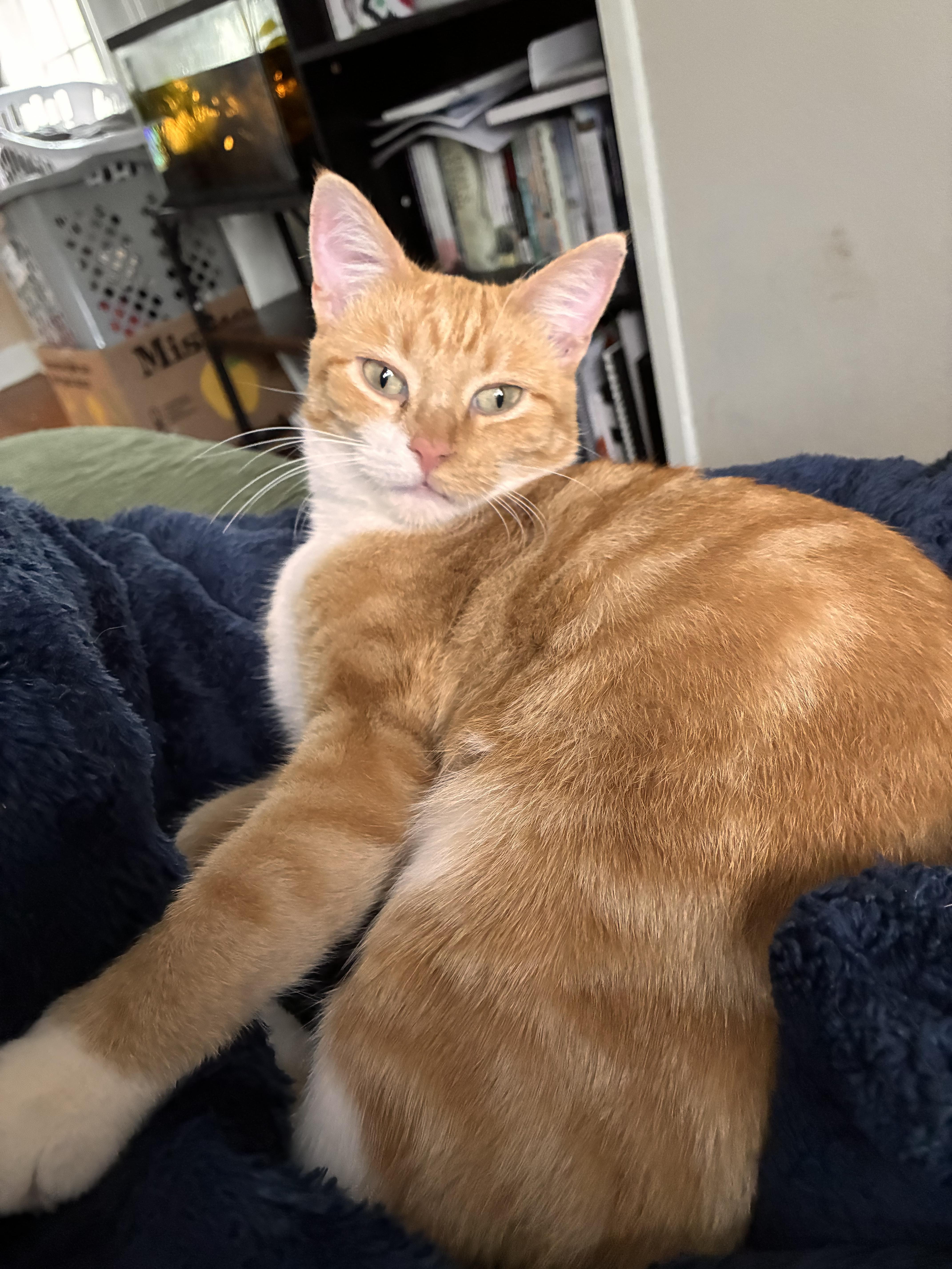 An adult medium-sized female Orange & White Domestic Short Hair cat named Franke for adoption in Blaine, MN