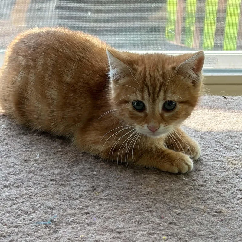 A baby medium-sized female Orange & White Domestic Short Hair cat named Riesling for adoption in Warren, NJ
