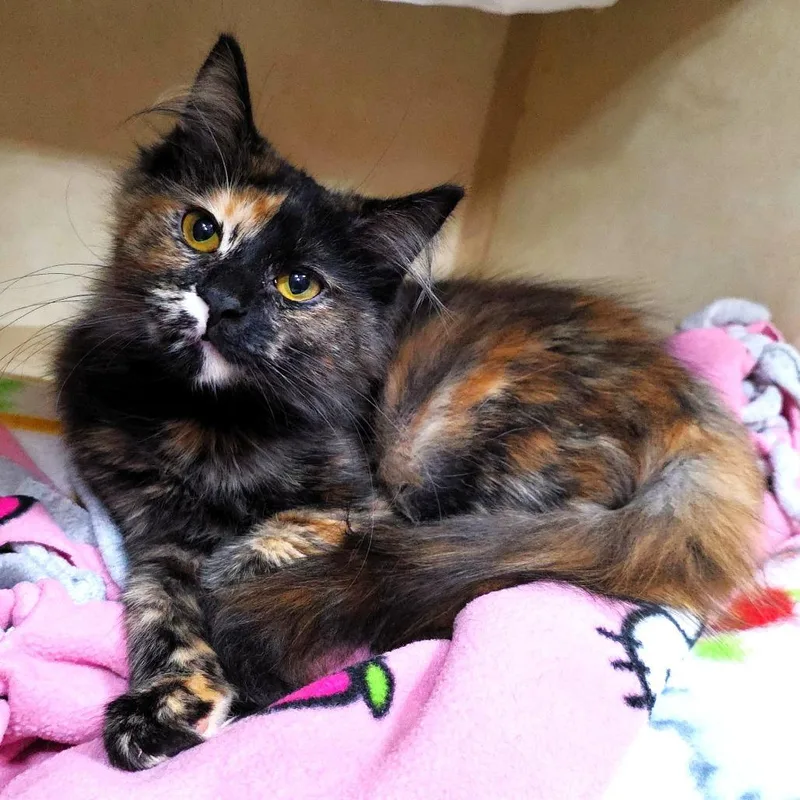A baby small-sized female Domestic Medium Hair cat named Sprinkles for adoption in Michigan City, IN